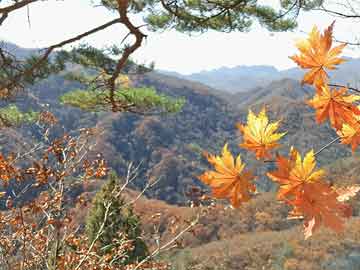 saas小程序商城,最新杂志解释落实_亚太